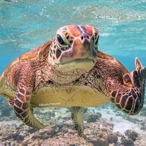 Meet your Posher, Kenzie